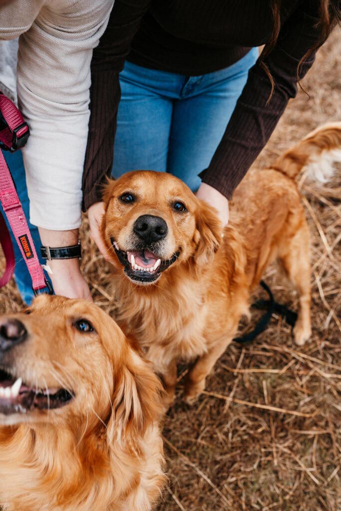st paul engagement photos